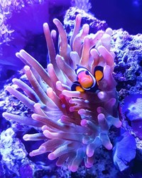 Rose Bubble tip Anemone