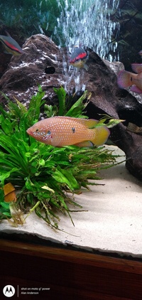 Blood Red Jewel Cichlids x 8 Hemichromis lifalili Only 1 pound each