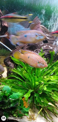 Blood Red Jewel Cichlids x 8 Hemichromis lifalili Only 1 pound each