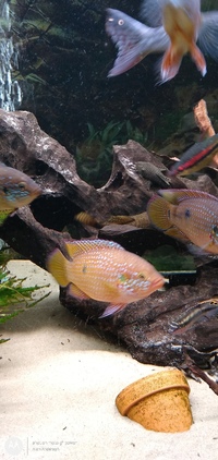 Blood Red Jewel Cichlids x 8 Hemichromis lifalili Only 1 pound each