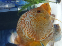 Various Discus for sale, 7 inch down to 3 inch over 20