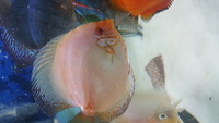 Various Discus for sale, 7 inch down to 3 inch over 20