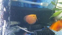 Various Discus for sale, 7 inch down to 3 inch over 20