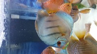 Various Discus for sale, 7 inch down to 3 inch over 20