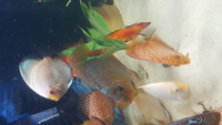Various Discus for sale, 7 inch down to 3 inch over 20