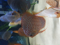 Various Discus for sale, 7 inch down to 3 inch over 20