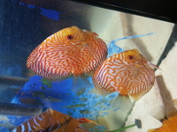 Various Discus for sale, 7 inch down to 3 inch over 20