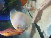Various Discus for sale, 7 inch down to 3 inch over 20