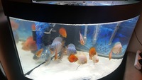 Various Discus for sale, 7 inch down to 3 inch over 20