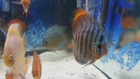 Various Discus for sale, 7 inch down to 3 inch over 20