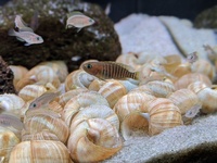 Neolamprologus Multifaectus (Multies) 30+ fish and snail shells.