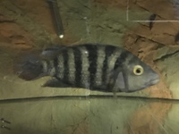 STUNNING LARGE CICHLIDS - 6 INCHES PLUS