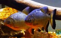2x10” red bellied pacu