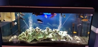 Fluval roma 240 Cichlids full setup