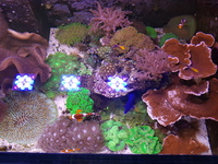 All corals and tank up for sale.
