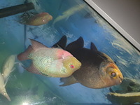 Black pacu 18inch FREE TO GOOD HOME