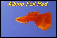 FULL RED ALBINO (MALE)