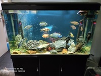Complete 300L Malawi Cichlid Aquarium with extras, smart lighting etc