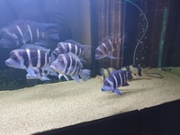 Moba blue frontosas f1