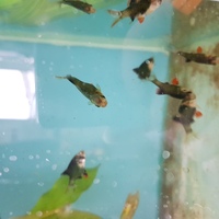 Various Tropical Fish for sale
