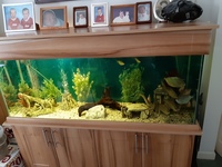 5ft fish tank with built in cabinet