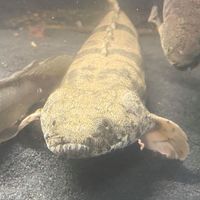SALE - Asian Arowana, Peacock Bass, Catfish, Bichir, Lungfish, Geophagus, Turtles, etc