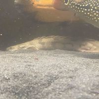 SALE - Asian Arowana, Peacock Bass, Catfish, Bichir, Lungfish, Geophagus, Turtles, etc