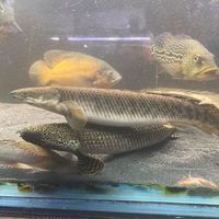 SALE - Asian Arowana, Peacock Bass, Catfish, Bichir, Lungfish, Geophagus, Turtles, etc