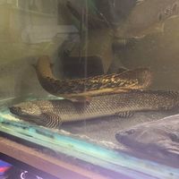 SALE - Asian Arowana, Peacock Bass, Catfish, Bichir, Lungfish, Geophagus, Turtles, etc
