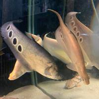SALE - Asian Arowana, Peacock Bass, Catfish, Bichir, Lungfish, Geophagus, Turtles, etc