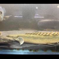 SALE - Asian Arowana, Peacock Bass, Catfish, Bichir, Lungfish, Geophagus, Turtles, etc