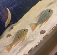 SALE - Asian Arowana, Peacock Bass, Catfish, Bichir, Lungfish, Geophagus, Turtles, etc