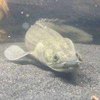 SALE - Asian Arowana, Peacock Bass, Catfish, Bichir, Lungfish, Geophagus, Turtles, etc