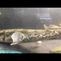 SALE - Asian Arowana, Peacock Bass, Catfish, Bichir, Lungfish, Geophagus, Turtles, etc