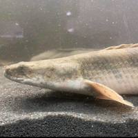 SALE - Asian Arowana, Peacock Bass, Catfish, Bichir, Lungfish, Geophagus, Turtles, etc