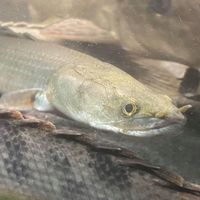 SALE - Asian Arowana, Peacock Bass, Catfish, Bichir, Lungfish, Geophagus, Turtles, etc
