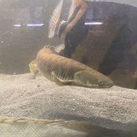 SALE - Asian Arowana, Peacock Bass, Catfish, Bichir, Lungfish, Geophagus, Turtles, etc