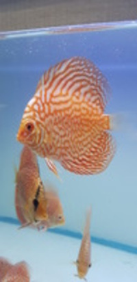Asian discus from £20