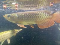SALE - Asian Arowana, Peacock Bass, Catfish, Bichir, Lungfish, Geophagus, Turtles, etc