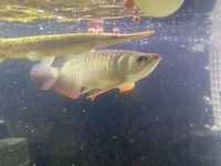 SALE - Asian Arowana, Peacock Bass, Catfish, Bichir, Lungfish, Geophagus, Turtles, etc