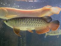 SALE - Asian Arowana, Peacock Bass, Catfish, Bichir, Lungfish, Geophagus, Turtles, etc