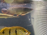 SALE - Asian Arowana, Peacock Bass, Catfish, Bichir, Lungfish, Geophagus, Turtles, etc