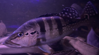 SALE - Asian Arowana, Peacock Bass, Catfish, Bichir, Lungfish, Geophagus, Turtles, etc