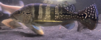 SALE - Asian Arowana, Peacock Bass, Catfish, Bichir, Lungfish, Geophagus, Turtles, etc