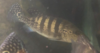 SALE - Asian Arowana, Peacock Bass, Catfish, Bichir, Lungfish, Geophagus, Turtles, etc