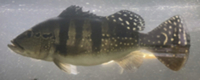 SALE - Asian Arowana, Peacock Bass, Catfish, Bichir, Lungfish, Geophagus, Turtles, etc
