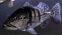 SALE - Asian Arowana, Peacock Bass, Catfish, Bichir, Lungfish, Geophagus, Turtles, etc
