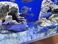 Moori Blue Dolphins adult group
