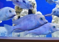 Moori Blue Dolphins adult group
