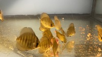 Super red flame juvenile Discus Fish for sale, North Wales £15